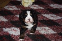 CHIOT