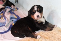 CHIOT